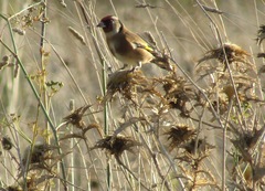 Carduelis carduelis