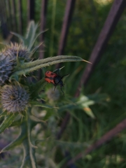 Astylus trifasciatus