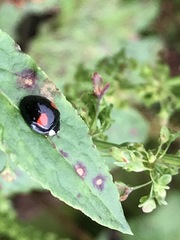 Harmonia axyridis