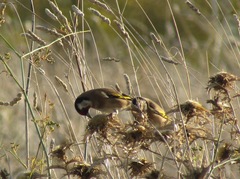 Carduelis carduelis