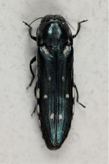 Agrilus walsinghami