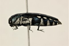 Agrilus walsinghami