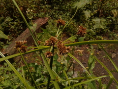 Cyperus xanthostachyus