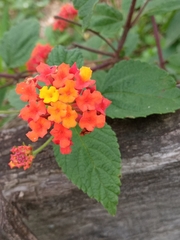 Lantana camara