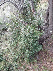 Maytenus magellanica