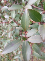 Maytenus magellanica