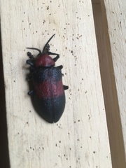 Coraliomela aeneoplagiata