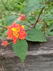 Lantana camara
