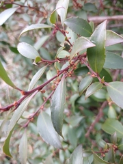 Maytenus magellanica