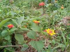 Lantana camara