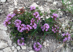 Thymus daghestanicus