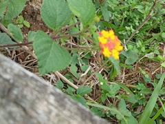 Lantana camara