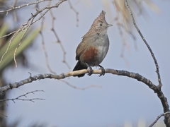 Rhinocrypta lanceolata