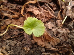 Hydrocotyle bonplandii