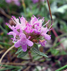 Thymus daghestanicus