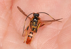 Polytribax contiguus