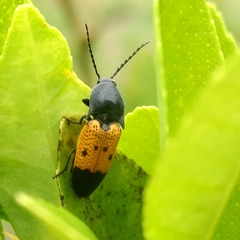 Conoderus dimidiatus