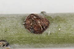 Pulvinaria innumerabilis