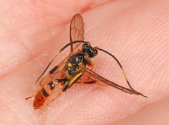 Polytribax contiguus