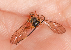 Polytribax contiguus