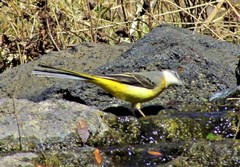 Motacilla cinerea cinerea