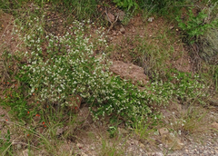 Guardiola platyphylla