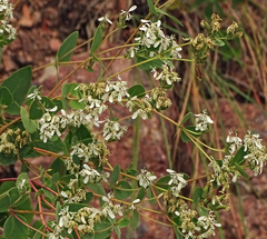 Guardiola platyphylla