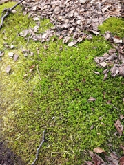 Dendroligotrichum