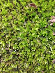 Dendroligotrichum