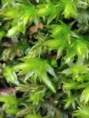 Dendroligotrichum