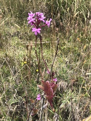 Epidendrum secundum