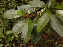 Solanum oblongifolium