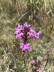 Epidendrum secundum