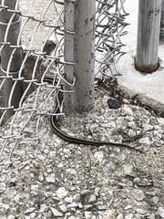 Thamnophis radix