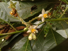 Solanum oblongifolium