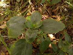 Kalanchoe densiflora