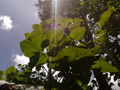 Smallanthus pyramidalis