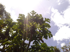 Vasconcellea pubescens