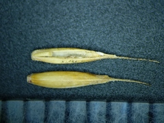 Festuca saximontana