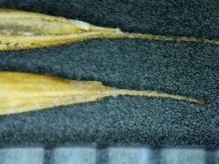 Festuca saximontana