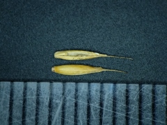 Festuca saximontana