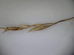Festuca saximontana