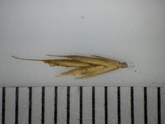 Festuca saximontana
