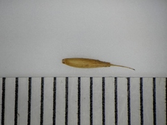 Festuca saximontana