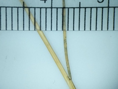Festuca saximontana