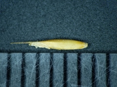 Festuca saximontana