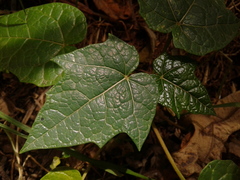 Vasconcellea pubescens