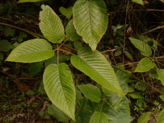 Rubus floribundus