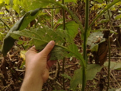 Verbesina crassiramea