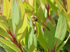 Polistes diabolicus